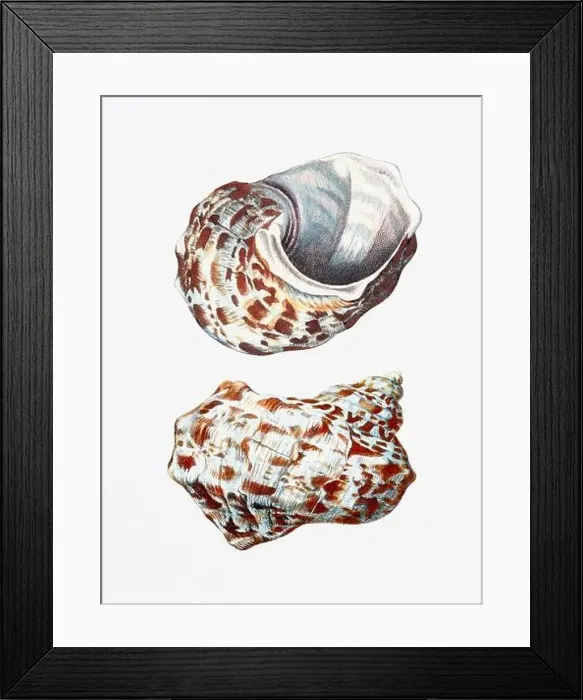 Framed Print : Seashells. A gorgeous digital painting of seashells with a vintage touch, on a clean white background Framed Print : Seashells. A gorgeous digital painting of seashells with a vintage touch, on a clean white background