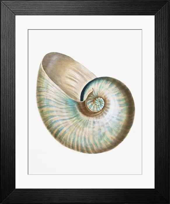 Framed Print : Seashells. A gorgeous digital painting of seashells with a vintage touch, on a clean white background Framed Print : Seashells. A gorgeous digital painting of seashells with a vintage touch, on a clean white background