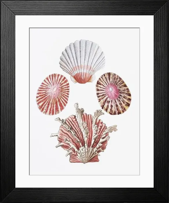 Framed Print : Seashells. A gorgeous digital painting of seashells with a vintage touch, on a clean white background Framed Print : Seashells. A gorgeous digital painting of seashells with a vintage touch, on a clean white background