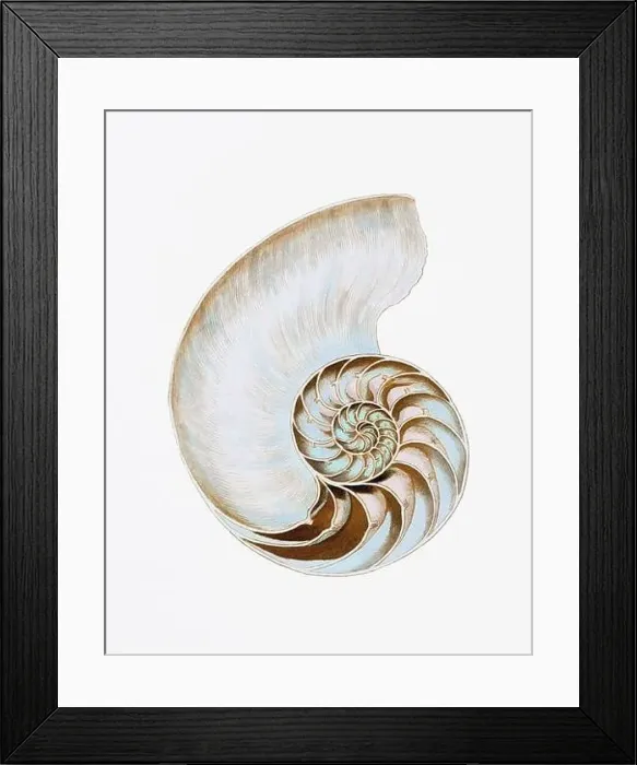 Framed Print : Seashells. A gorgeous digital painting of seashells with a vintage touch, on a clean white background Framed Print : Seashells. A gorgeous digital painting of seashells with a vintage touch, on a clean white background