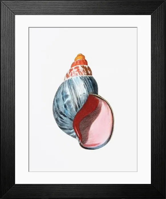 Framed Print : Seashells. A gorgeous digital painting of seashells with a vintage touch, on a clean white background Framed Print : Seashells. A gorgeous digital painting of seashells with a vintage touch, on a clean white background