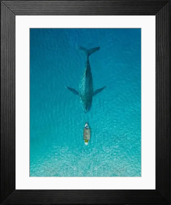 Framed Print : Fishing boat face to face the big whale in clear blue ocean Framed Print : Fishing boat face to face the big whale in clear blue ocean