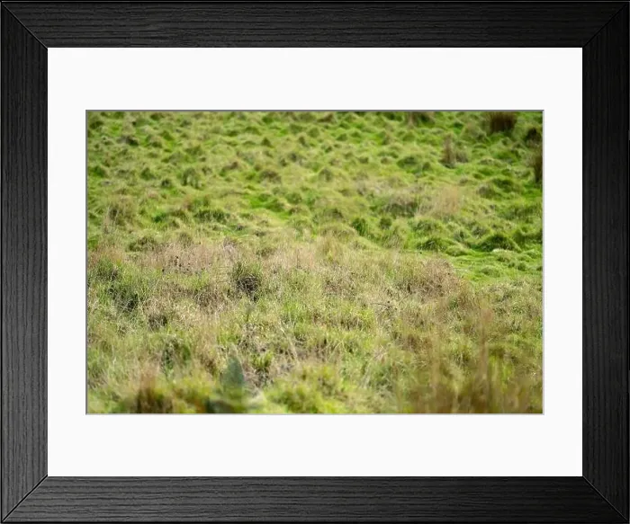 Framed Print : green grass growing in a farm in america Framed Print : green grass growing in a farm in america