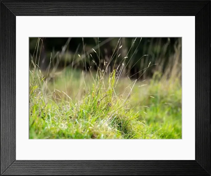 Framed Print : green grass growing in a farm in america Framed Print : green grass growing in a farm in america