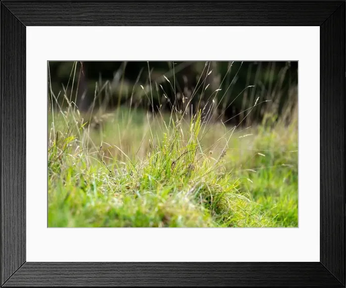 Framed Print : green grass growing in a farm in america Framed Print : green grass growing in a farm in america