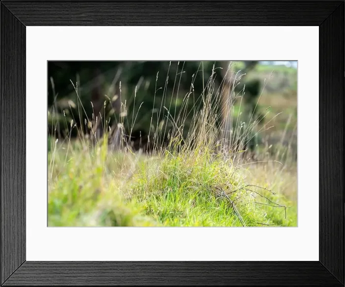 Framed Print : green grass growing in a farm in america Framed Print : green grass growing in a farm in america