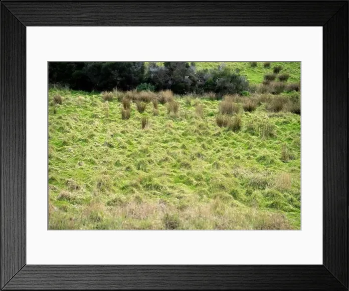 Framed Print : green grass growing in a farm in america Framed Print : green grass growing in a farm in america