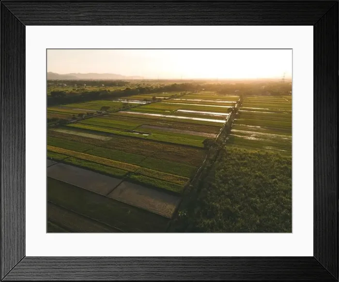 Framed Print : Aerial view of rice field with sun rays in Indonesia Framed Print : Aerial view of rice field with sun rays in Indonesia