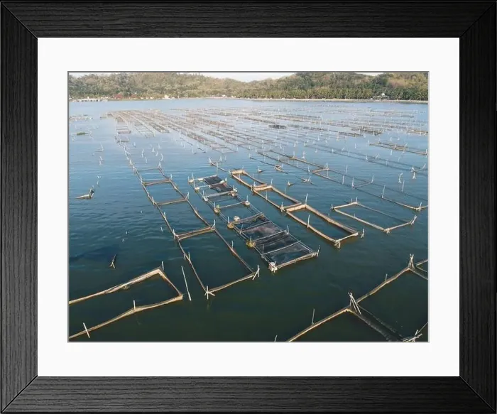 Framed Print : Aerial drone view of Rowo Jombro Lake with a lot of fish pond in Klaten, Indonesia Framed Print : Aerial drone view of Rowo Jombro Lake with a lot of fish pond in Klaten, Indonesia