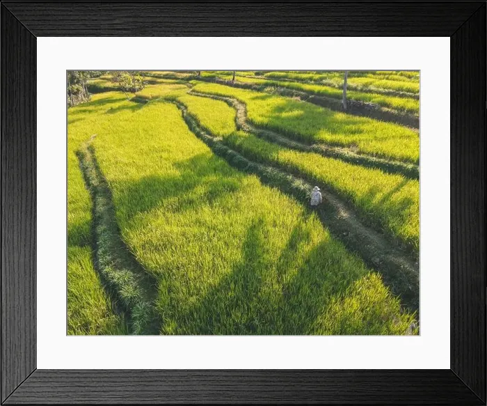 Framed Print : Landscape of rice terrace in the morning, Yogyakarta, Indonesia Framed Print : Landscape of rice terrace in the morning, Yogyakarta, Indonesia