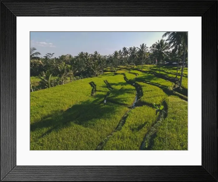 Framed Print : Landscape of rice terrace in the morning, Yogyakarta, Indonesia Framed Print : Landscape of rice terrace in the morning, Yogyakarta, Indonesia