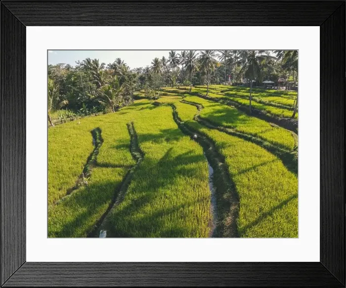 Framed Print : Landscape of rice terrace in the morning, Yogyakarta, Indonesia Framed Print : Landscape of rice terrace in the morning, Yogyakarta, Indonesia