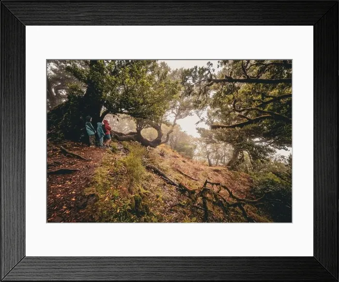 Framed Print : View of a family standing underneath spooky overgrown laurel trees at the Fanal forest on Madeira Framed Print : View of a family standing underneath spooky overgrown laurel trees at the Fanal forest on Madeira