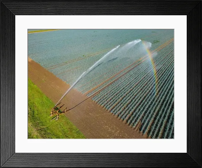 Framed Print : Irrigation system in industrial cultivation of vegetables in agriculture with water and rainbow as aerial view Framed Print : Irrigation system in industrial cultivation of vegetables in agriculture with water and rainbow as aerial view