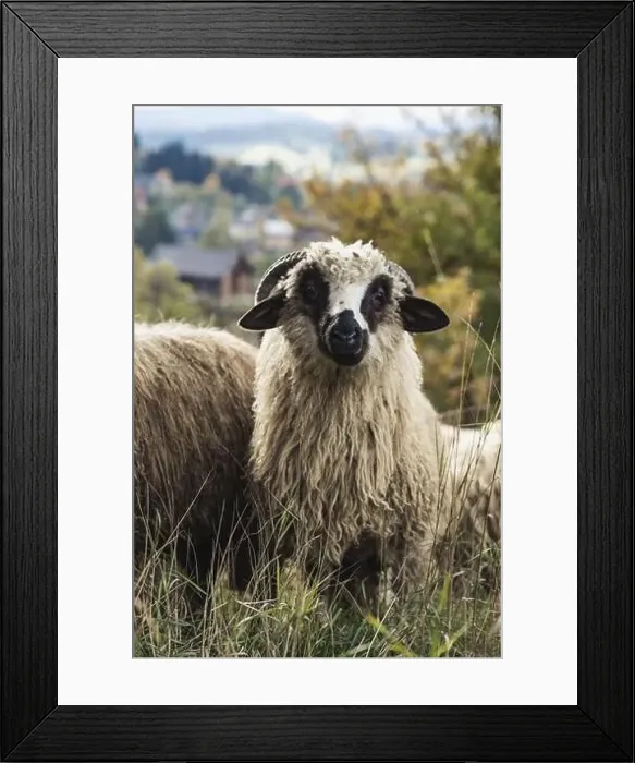 Framed Print : Sheep graze in the garden, muted green Framed Print : Sheep graze in the garden, muted green