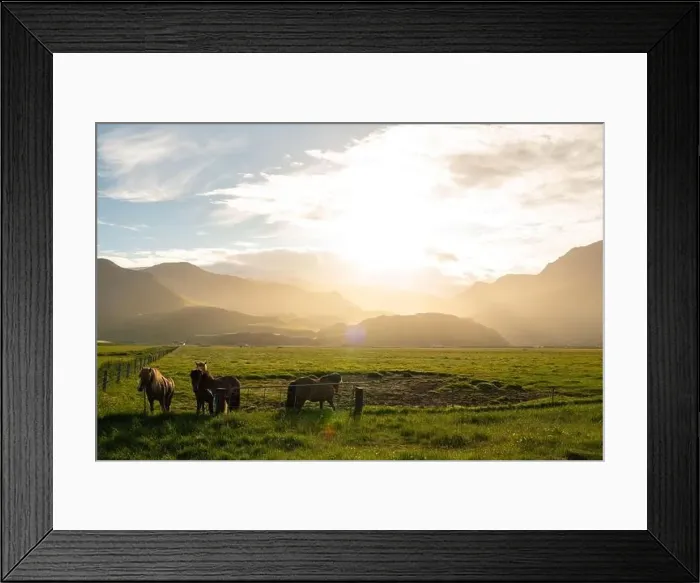 Framed Print : Horses in iceland at daylight sunrise Framed Print : Horses in iceland at daylight sunrise