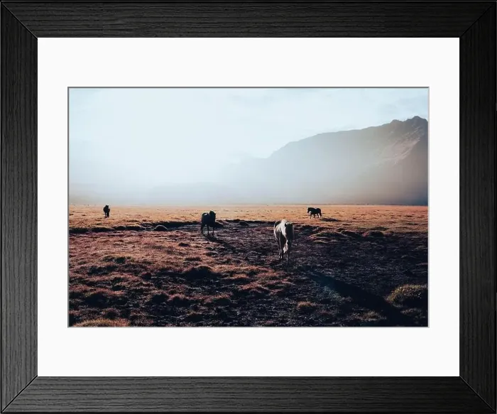 Framed Print : Horses in iceland at daylight sunrise Framed Print : Horses in iceland at daylight sunrise