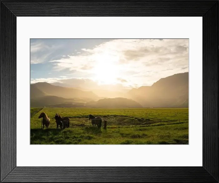 Framed Print : Horses in iceland at daylight sunrise Framed Print : Horses in iceland at daylight sunrise