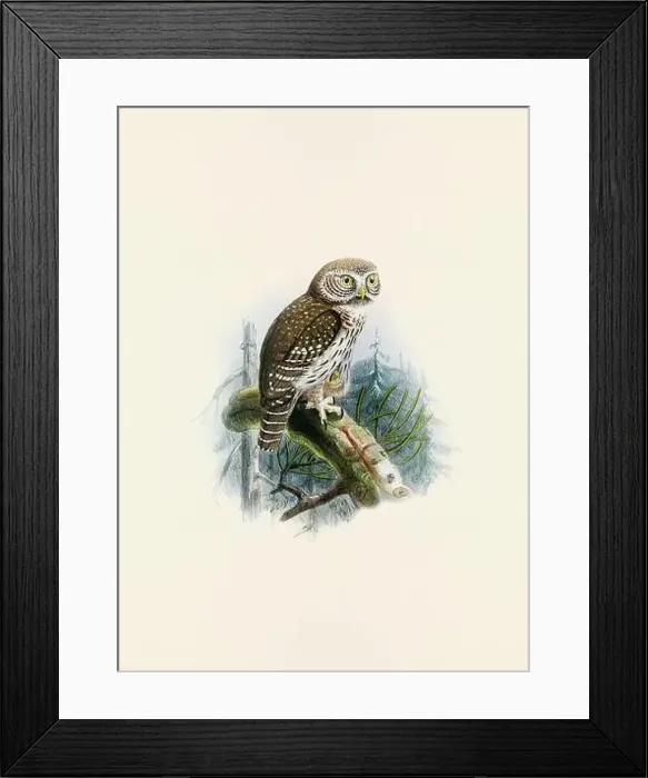 Framed Print : Owl illustration. A beautiful digital artwork of classic birds. Vintage-style bird illustration Framed Print : Owl illustration. A beautiful digital artwork of classic birds. Vintage-style bird illustration