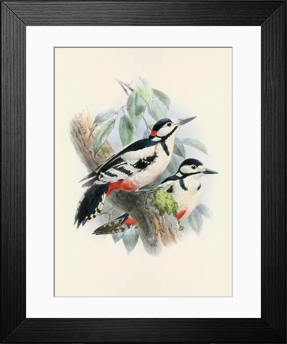 Framed Print : A beautiful digital artwork of classic birds. Vintage-style bird illustration Framed Print : A beautiful digital artwork of classic birds. Vintage-style bird illustration