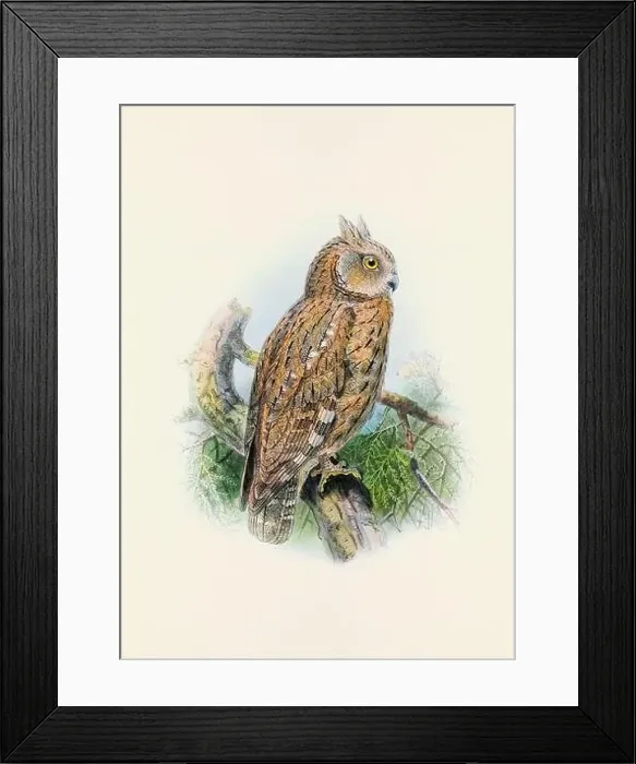 Framed Print : Owl illustration. A beautiful digital artwork of classic birds. Vintage-style bird illustration Framed Print : Owl illustration. A beautiful digital artwork of classic birds. Vintage-style bird illustration