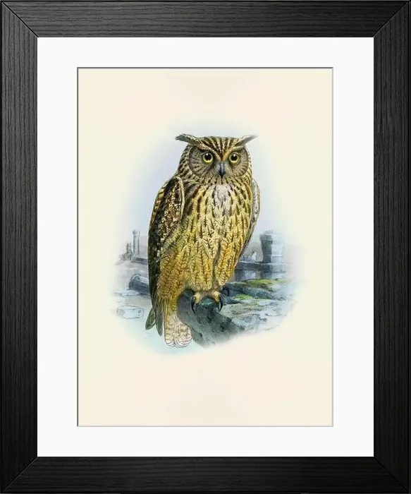 Framed Print : Owl illustration. A beautiful digital artwork of classic birds. Vintage-style bird illustration Framed Print : Owl illustration. A beautiful digital artwork of classic birds. Vintage-style bird illustration