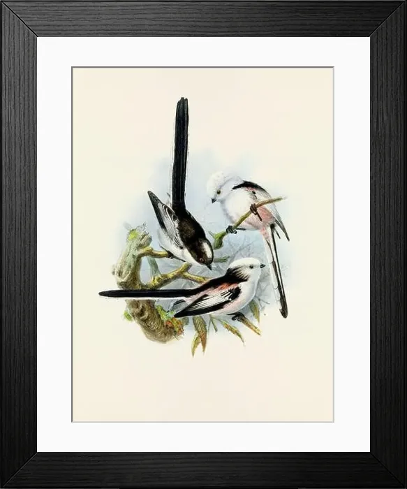 Framed Print : A beautiful digital artwork of classic birds. Vintage-style bird illustration. Titmouse Framed Print : A beautiful digital artwork of classic birds. Vintage-style bird illustration. Titmouse
