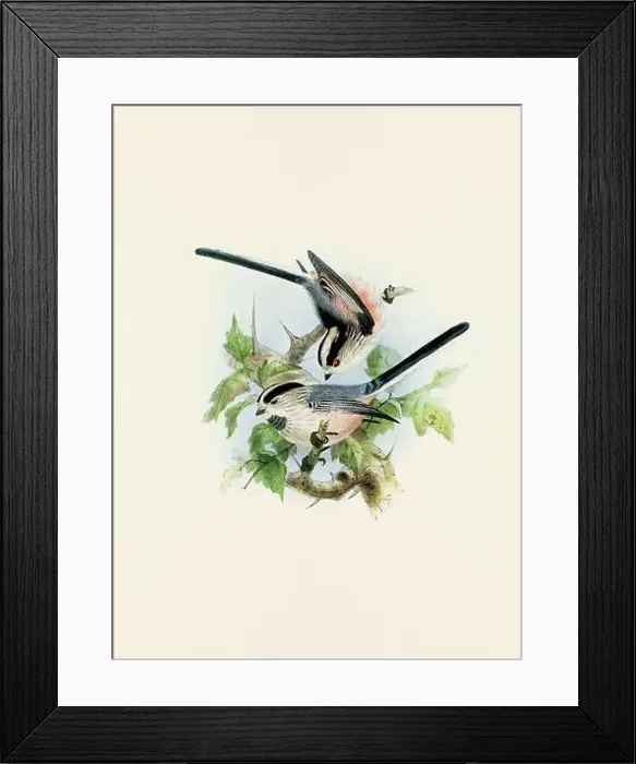 Framed Print : A beautiful digital artwork of classic birds. Vintage-style bird illustration. Titmouse Framed Print : A beautiful digital artwork of classic birds. Vintage-style bird illustration. Titmouse