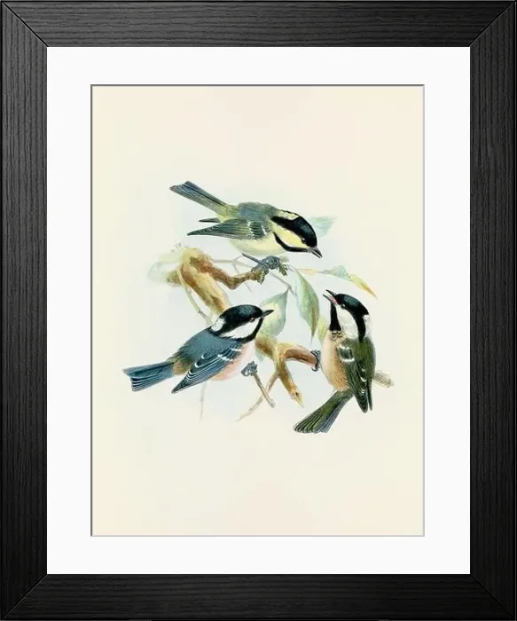Framed Print : A beautiful digital artwork of classic birds. Vintage-style bird illustration. Titmouse Framed Print : A beautiful digital artwork of classic birds. Vintage-style bird illustration. Titmouse