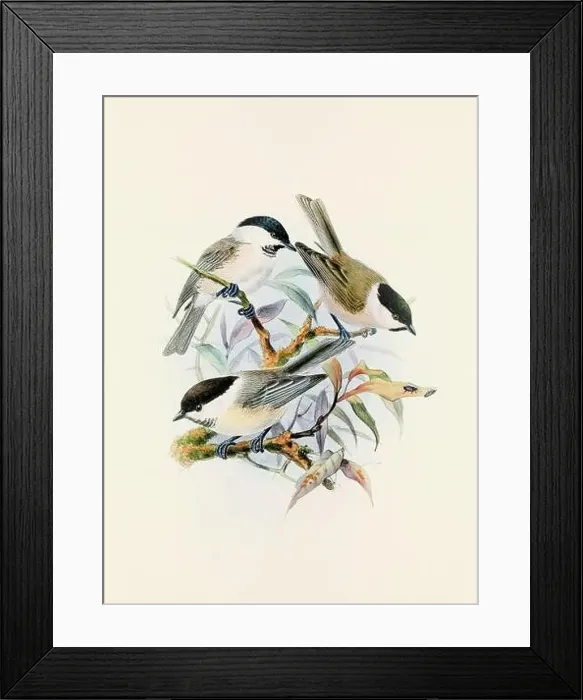 Framed Print : A beautiful digital artwork of classic birds. Vintage-style bird illustration. Titmouse Framed Print : A beautiful digital artwork of classic birds. Vintage-style bird illustration. Titmouse