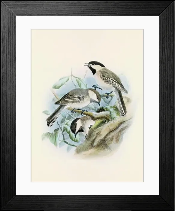 Framed Print : A beautiful digital artwork of classic birds. Vintage-style bird illustration. Titmouse Framed Print : A beautiful digital artwork of classic birds. Vintage-style bird illustration. Titmouse