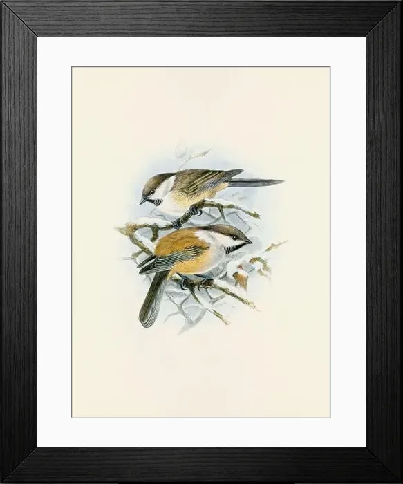 Framed Print : A beautiful digital artwork of classic birds. Vintage-style bird illustration. Titmouse Framed Print : A beautiful digital artwork of classic birds. Vintage-style bird illustration. Titmouse