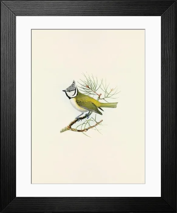 Framed Print : A beautiful digital artwork of classic birds. Vintage-style bird illustration Framed Print : A beautiful digital artwork of classic birds. Vintage-style bird illustration