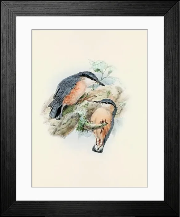 Framed Print : A beautiful digital artwork of classic birds. Vintage-style bird illustration Framed Print : A beautiful digital artwork of classic birds. Vintage-style bird illustration