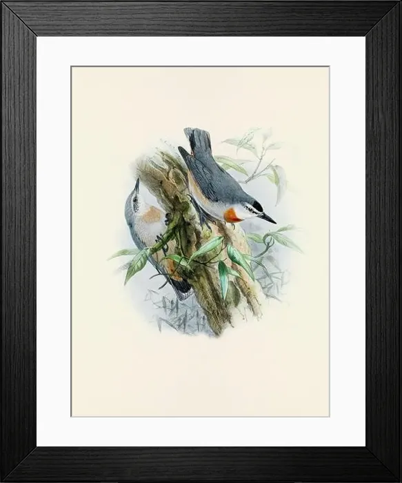Framed Print : A beautiful digital artwork of classic birds. Vintage-style bird illustration Framed Print : A beautiful digital artwork of classic birds. Vintage-style bird illustration