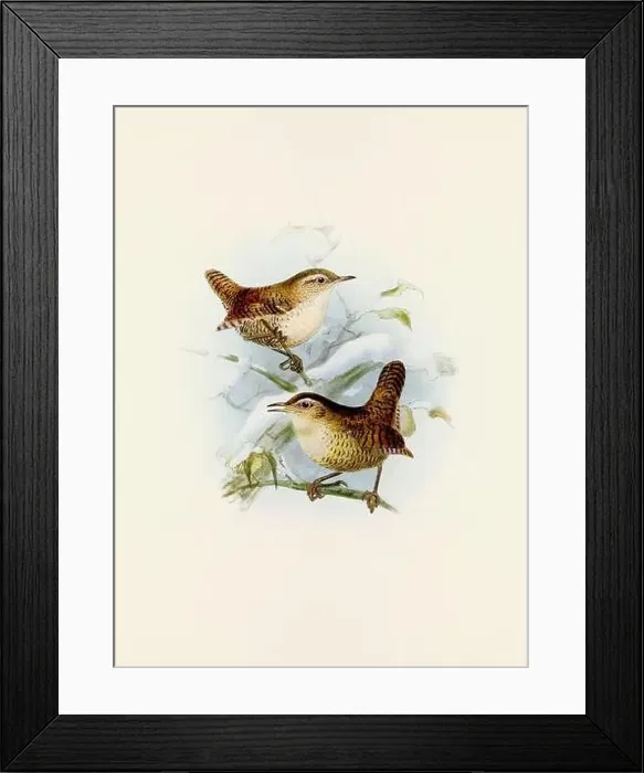 Framed Print : A beautiful digital artwork of classic birds. Vintage-style bird illustration Framed Print : A beautiful digital artwork of classic birds. Vintage-style bird illustration