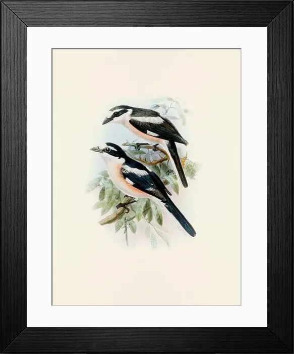 Framed Print : A beautiful digital artwork of classic birds. Vintage-style bird illustration Framed Print : A beautiful digital artwork of classic birds. Vintage-style bird illustration