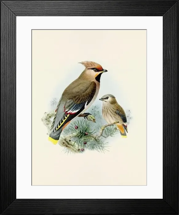 Framed Print : A beautiful digital artwork of classic birds. Vintage-style bird illustration Framed Print : A beautiful digital artwork of classic birds. Vintage-style bird illustration