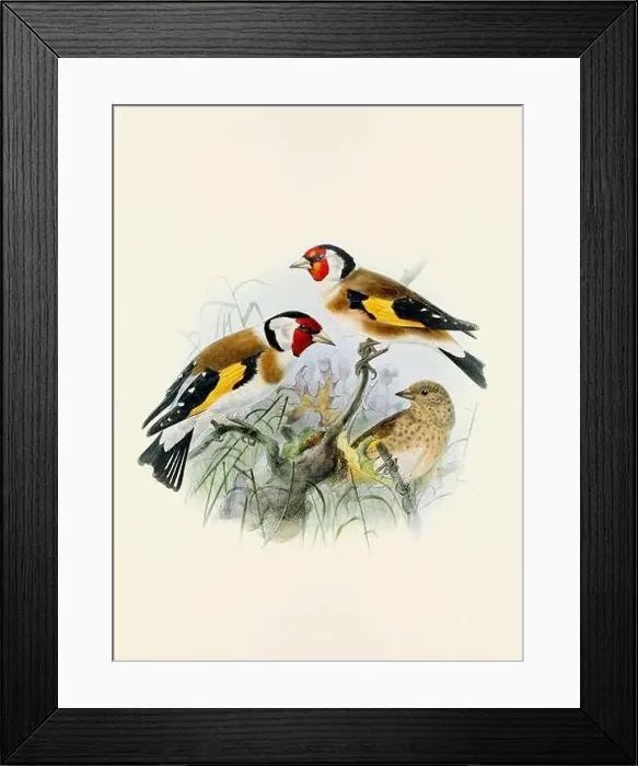 Framed Print : A beautiful digital artwork of classic birds. Vintage-style bird illustration Framed Print : A beautiful digital artwork of classic birds. Vintage-style bird illustration
