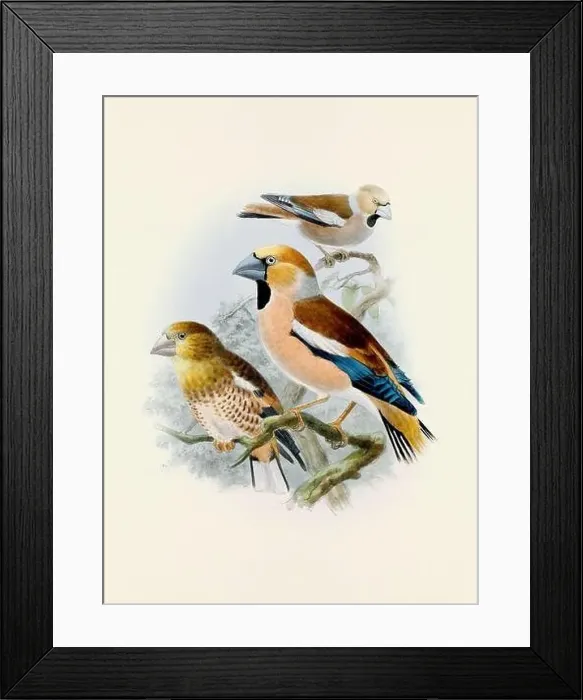 Framed Print : A beautiful digital artwork of classic birds. Vintage-style bird illustration Framed Print : A beautiful digital artwork of classic birds. Vintage-style bird illustration