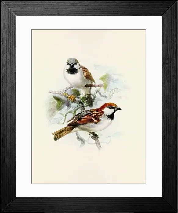 Framed Print : A beautiful digital artwork of classic birds. Vintage-style bird illustration. Sparrow Framed Print : A beautiful digital artwork of classic birds. Vintage-style bird illustration. Sparrow