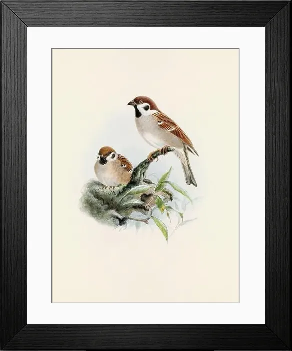 Framed Print : A beautiful digital artwork of classic birds. Vintage-style bird illustration. Sparrow Framed Print : A beautiful digital artwork of classic birds. Vintage-style bird illustration. Sparrow