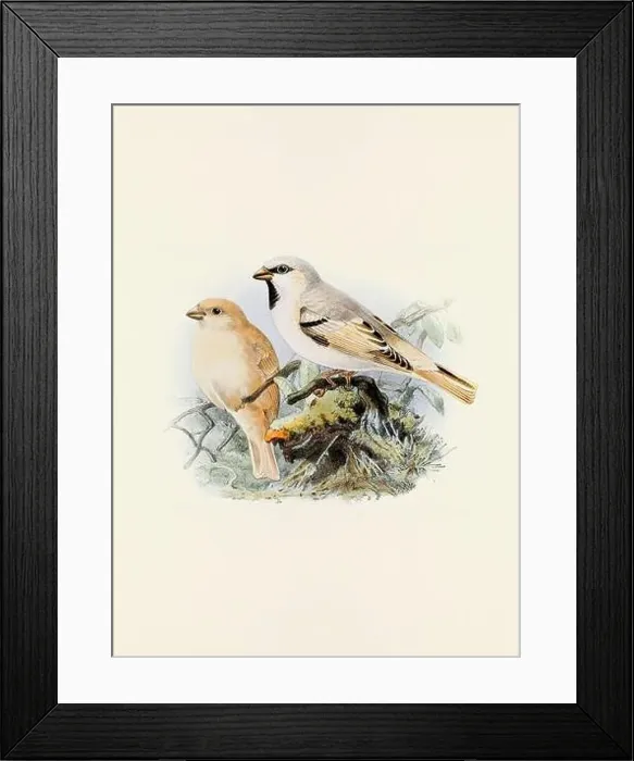 Framed Print : A beautiful digital artwork of classic birds. Vintage-style bird illustration. Sparrow Framed Print : A beautiful digital artwork of classic birds. Vintage-style bird illustration. Sparrow