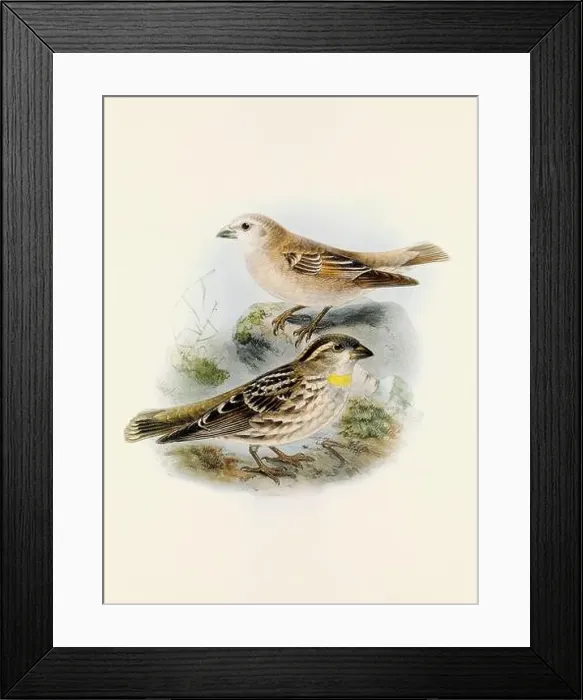 Framed Print : A beautiful digital artwork of classic birds. Vintage-style bird illustration. Sparrow Framed Print : A beautiful digital artwork of classic birds. Vintage-style bird illustration. Sparrow