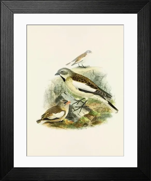 Framed Print : A beautiful digital artwork of classic birds. Vintage-style bird illustration. Sparrow Framed Print : A beautiful digital artwork of classic birds. Vintage-style bird illustration. Sparrow