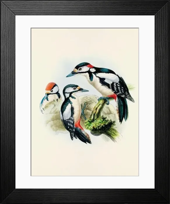 Framed Print : A beautiful digital artwork of classic birds. Vintage-style bird illustration Framed Print : A beautiful digital artwork of classic birds. Vintage-style bird illustration