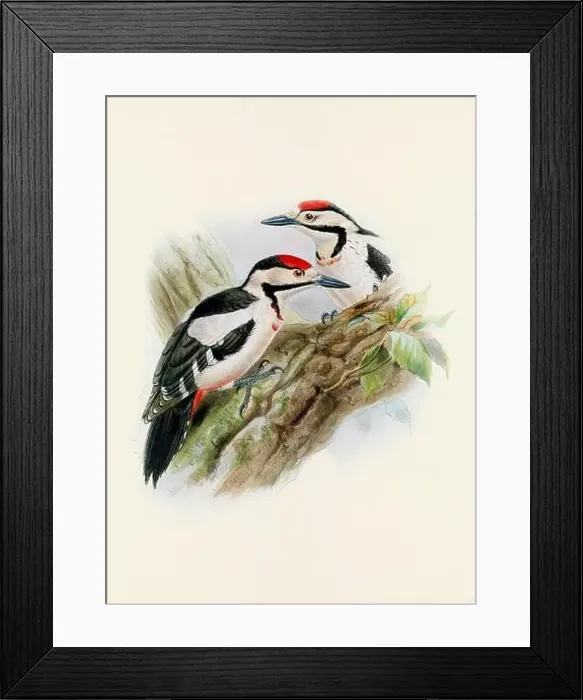 Framed Print : A beautiful digital artwork of classic birds. Vintage-style bird illustration Framed Print : A beautiful digital artwork of classic birds. Vintage-style bird illustration