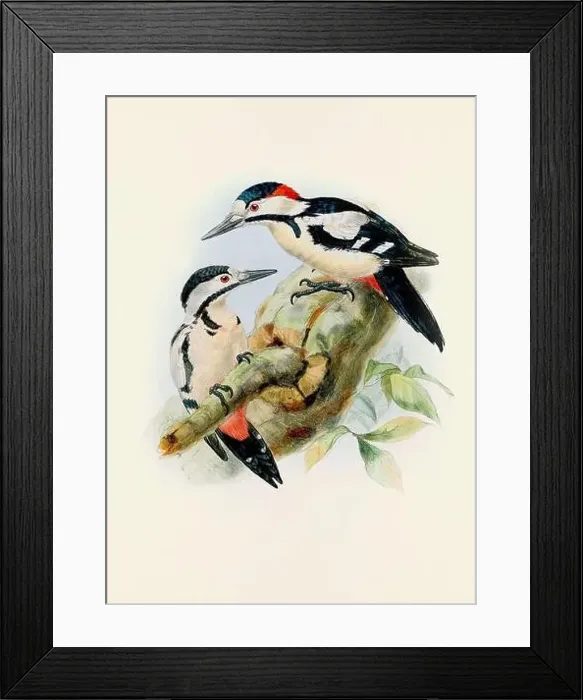 Framed Print : A beautiful digital artwork of classic birds. Vintage-style bird illustration Framed Print : A beautiful digital artwork of classic birds. Vintage-style bird illustration
