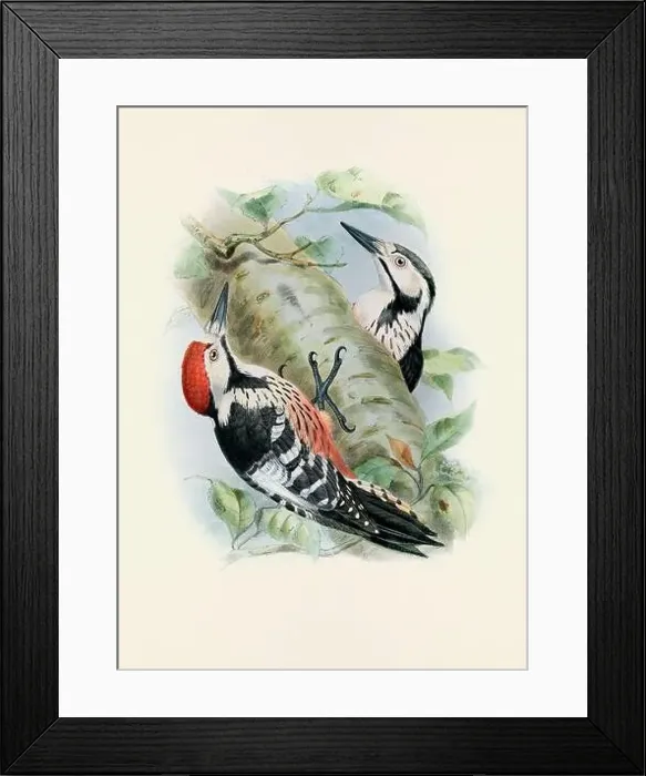 Framed Print : A beautiful digital artwork of classic birds. Vintage-style bird illustration Framed Print : A beautiful digital artwork of classic birds. Vintage-style bird illustration