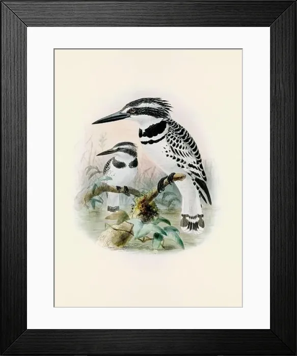 Framed Print : A beautiful digital artwork of classic birds. Vintage-style bird illustration Framed Print : A beautiful digital artwork of classic birds. Vintage-style bird illustration